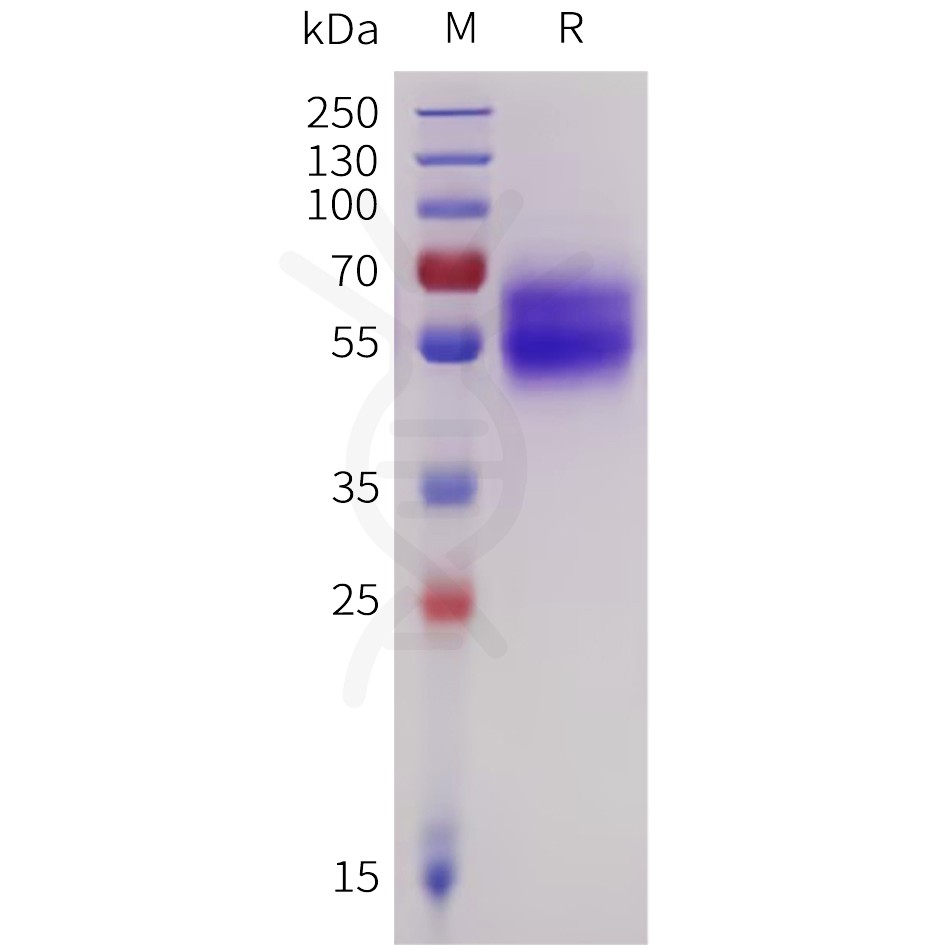 sp-pme101737 il18ra sp1