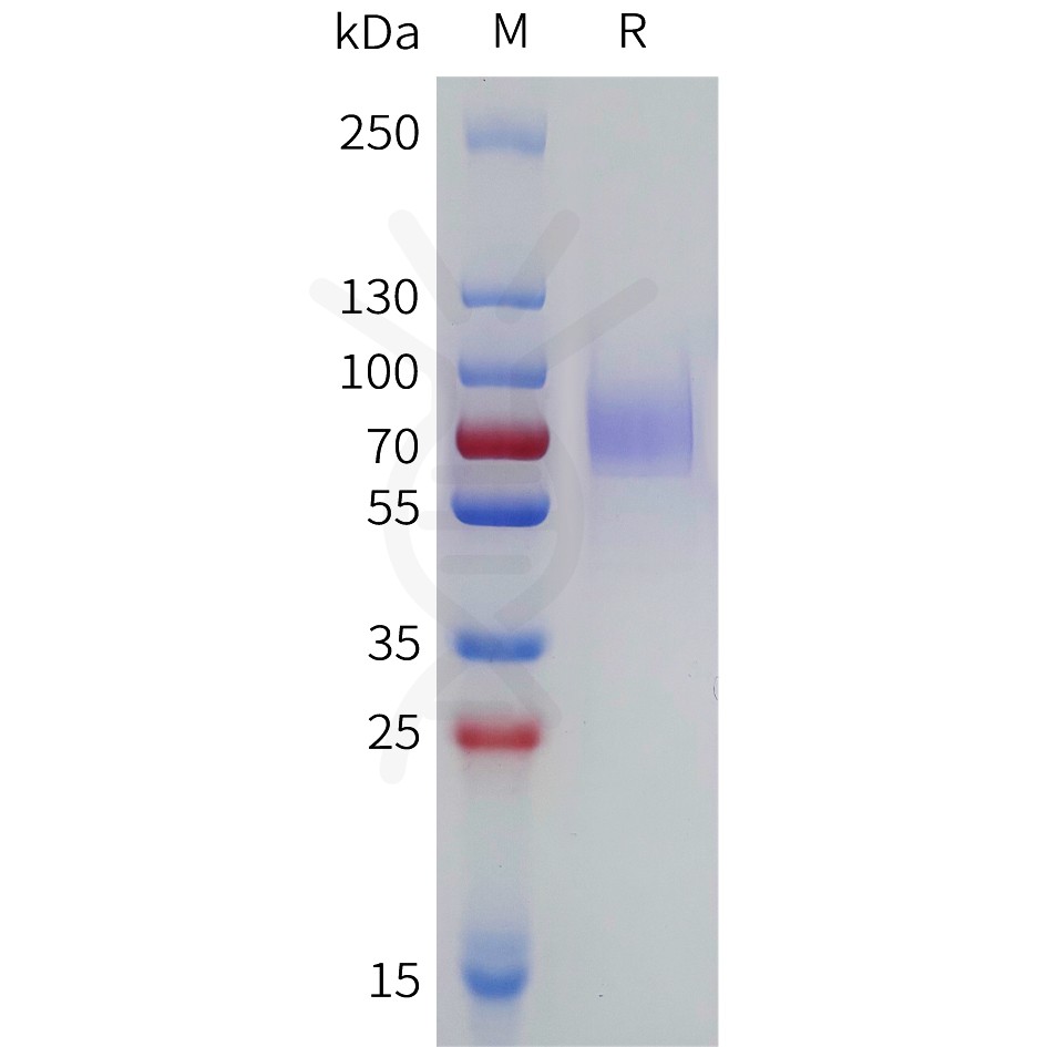 sp-pme101786 lilrb1 sp1