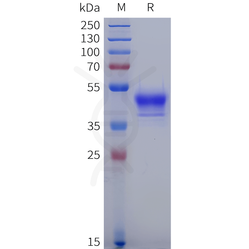 sp-pme101931 gpr15 sp1