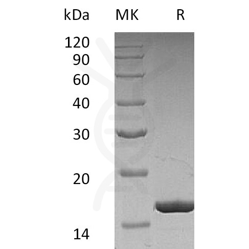 sp-pme30003 g csf sp1 1