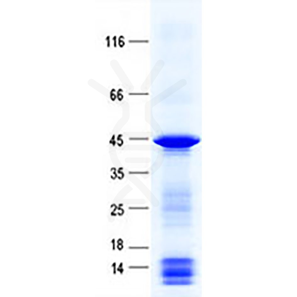 sp-pme48043 biglycan sp1