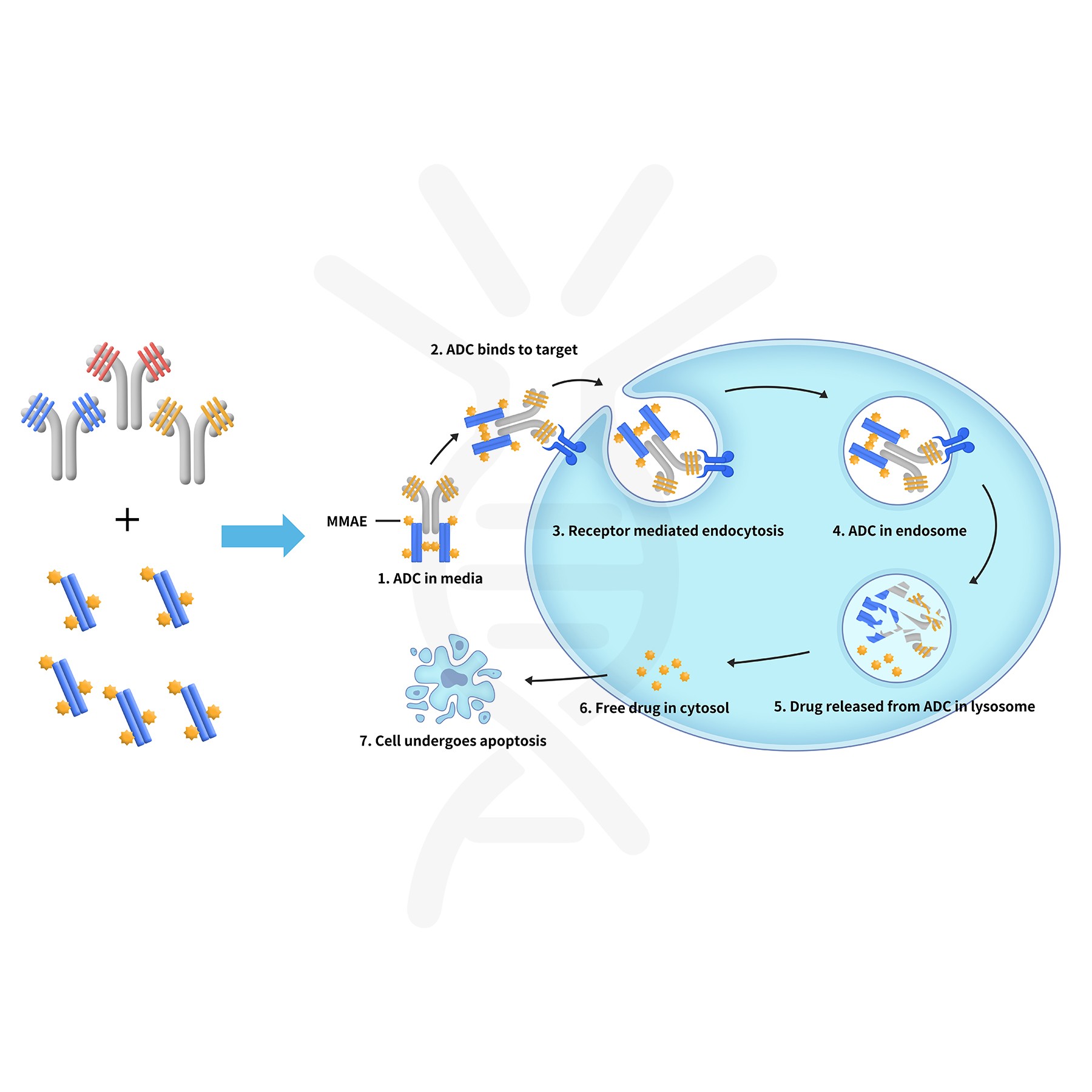 reagents-ame100003 4